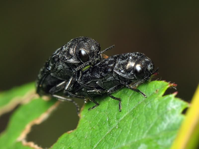 Coraebus rubi (Linnaeus, 1767)